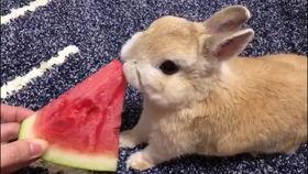 小兔子吃葫芦瓜的视频,萌态可掬萌翻网友