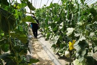 一瓜未平的吃瓜视频,揭秘吃瓜视频背后的真相