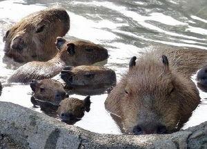 日本水豚吃瓜比赛视频,萌宠大作战