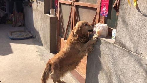 金毛阿妹吃瓜视频在线观看,萌宠欢乐时光，在线观看笑翻天