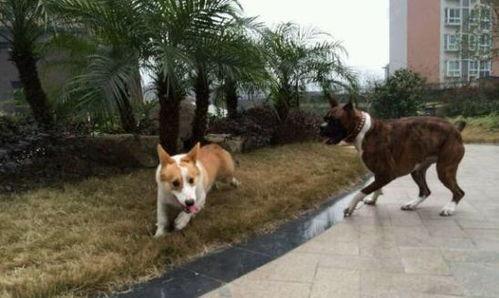 养狗的黄小瓜可以吃吗视频,狗狗饮食禁忌大公开