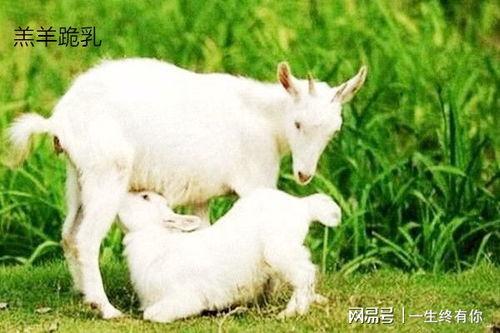 晴天小羊吃瓜视频,萌态十足引网友热议