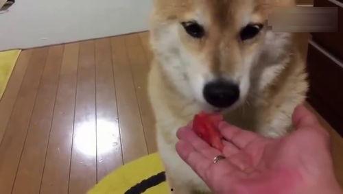 吃瓜狗视频大全集,笑料百出，欢乐无限