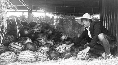 泊头吃瓜群众视频曝光,揭秘背后惊人真相