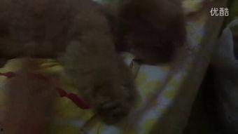 吃瓜小土豆女士视频,揭秘娱乐圈幕后故事