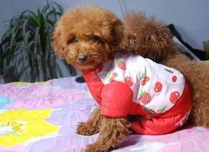 泰迪狗吃哈密瓜视频,萌态十足引网友热议