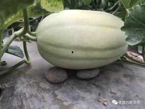 吃瓜的视频在哪找啊,热门平台搜索攻略